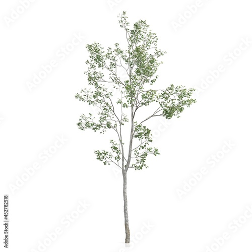 3d render of a tree on white background