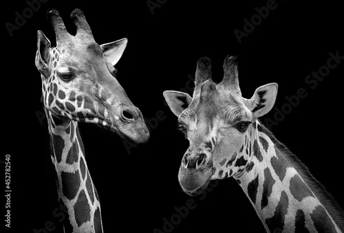 Fototapeta samoprzylepna portrait of giraffe on black background