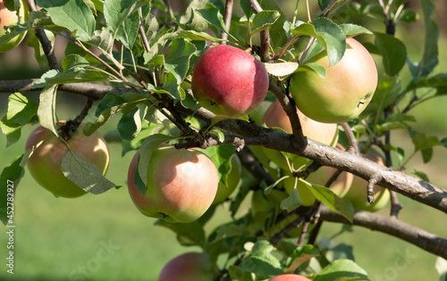 Closeup of a bunch of bio organic red apples growing on the branches of an apple tree in an orchad