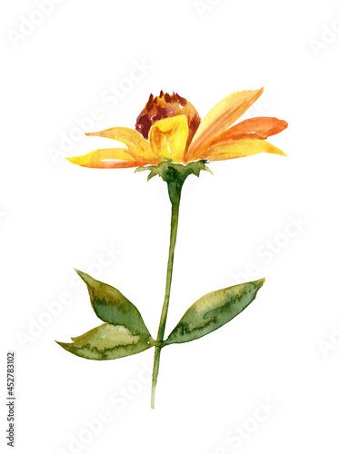 Yellow watercolor flowers with green leaves isolated on white background. Autumn illustration