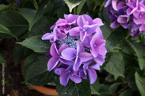 Hortensia Purple full blossom in the summer photo