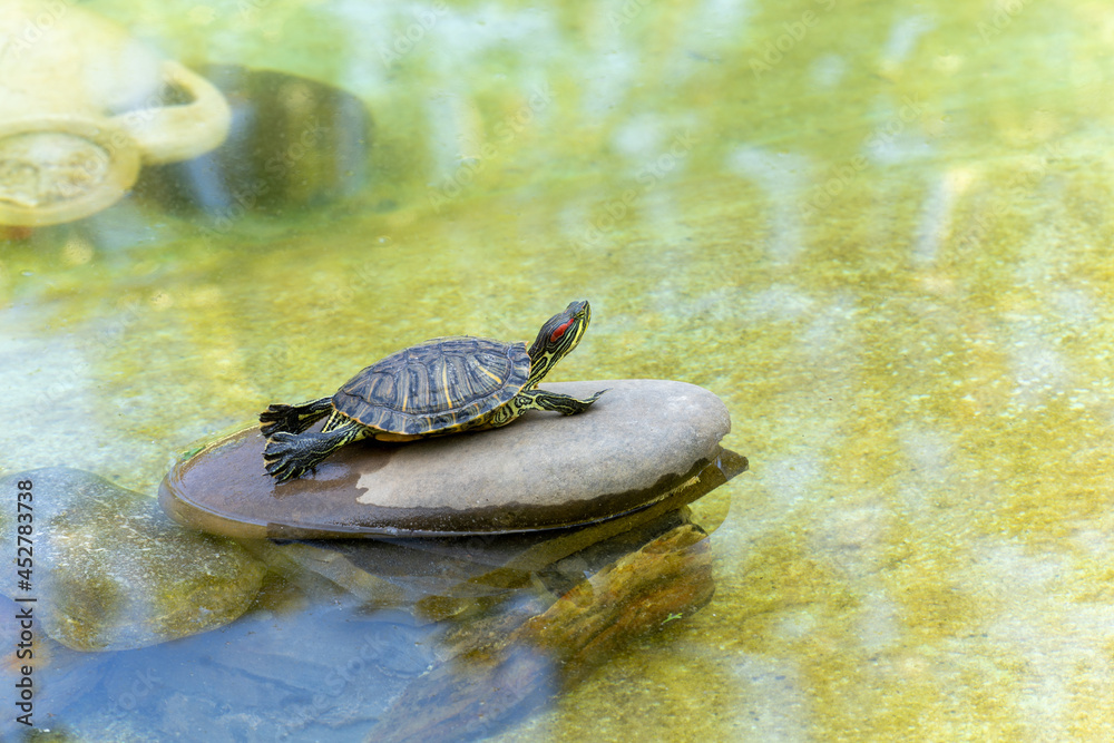 Obraz premium A turtle on a stone in a decorative pond with its head raised and paws outstretched