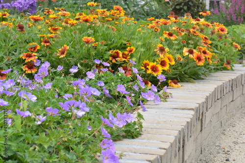 yellow daisy flowers and purple flowers  in a garden in the summer with green leaves 
