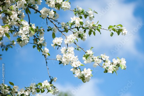 Branches of blossoming apple tree macro with soft focus on gentle light blue sky. Beautiful floral image of spring nature.