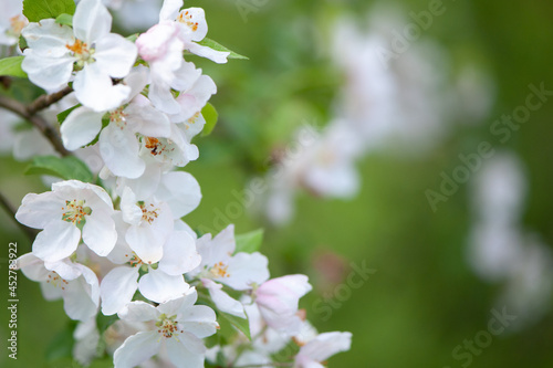 Branches of blossoming apple tree macro with soft focus against the background of gentle greenery.  Beautiful floral image of spring nature.