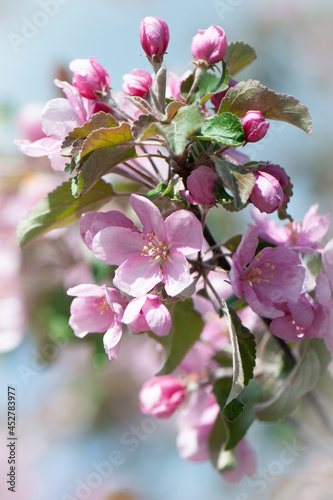 Branches of blossoming pink apple tree macro with soft focus against the background of gentle greenery.  Beautiful floral image of spring nature.
