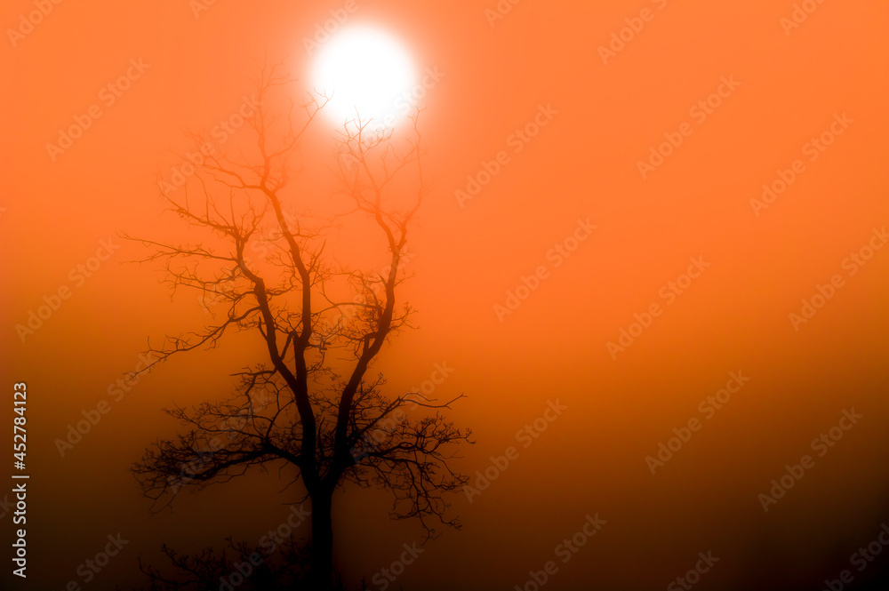 Ein einsamer Baum vor der orange leuchtenden Sonne Ein einsamer Baum vor der orange leuchtenden Sonne