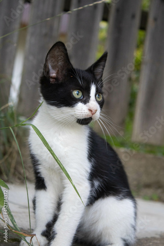 black and white cat nature green eyes  © Elena