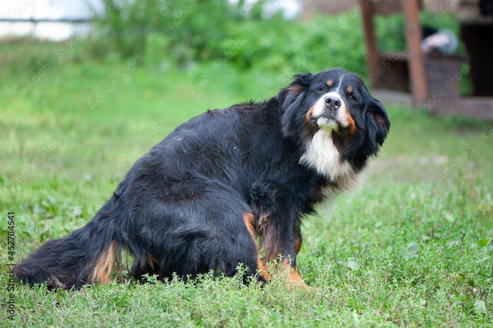 Australian shepherd on green background