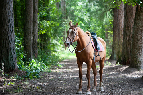 Full length harnessed horse in a beautiful forest