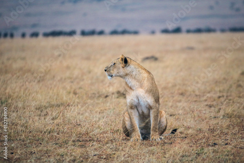 Lions on Masai Mara Kenya