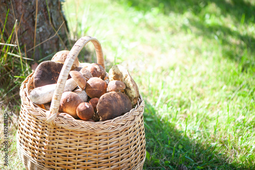 Basket with chic porcini mushrooms on a natural forest background, space for text