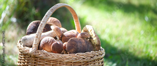 Basket with chic porcini mushrooms on a natural forest background, banner