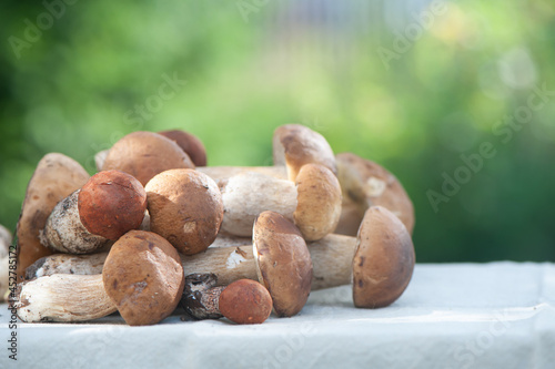 chic porcini mushrooms on the table on a natural green background