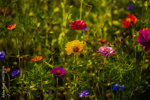 Wildblumen im Feld, Bienenfreundliche Wiese im Sommer