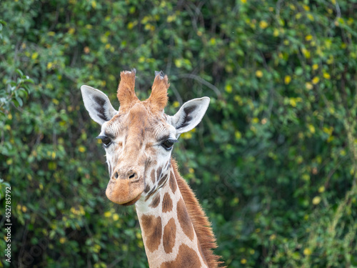 portrait of giraffe close up