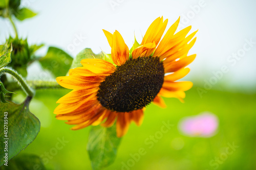 hängende Sonnenblume im Feld