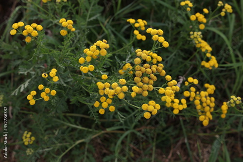 Common Tansy yellow flowers. Blooming plant of Tansy