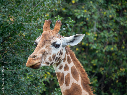 portrait of giraffe close up