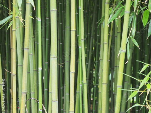 Fototapeta Naklejka Na Ścianę i Meble -  bamboo forest wallpaper background green