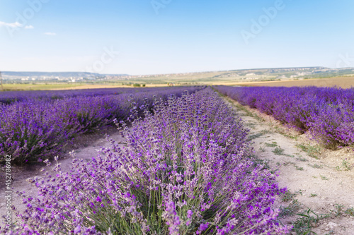 Lavender flowers blooming fields at sunset. Beautiful lavender field with long purple rows.