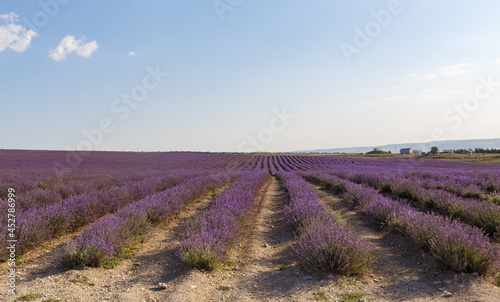 Lavender flowers blooming fields at sunset. Beautiful lavender field with long purple rows.