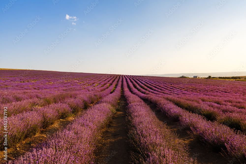 Lavender flowers blooming fields at sunset. Beautiful lavender field with long purple rows.