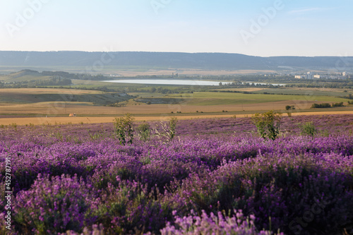 Lavender flowers blooming fields at sunset. Beautiful lavender field with long purple rows.