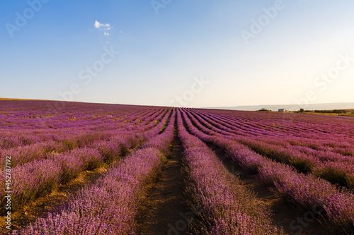 Lavender flowers blooming fields at sunset. Beautiful lavender field with long purple rows.