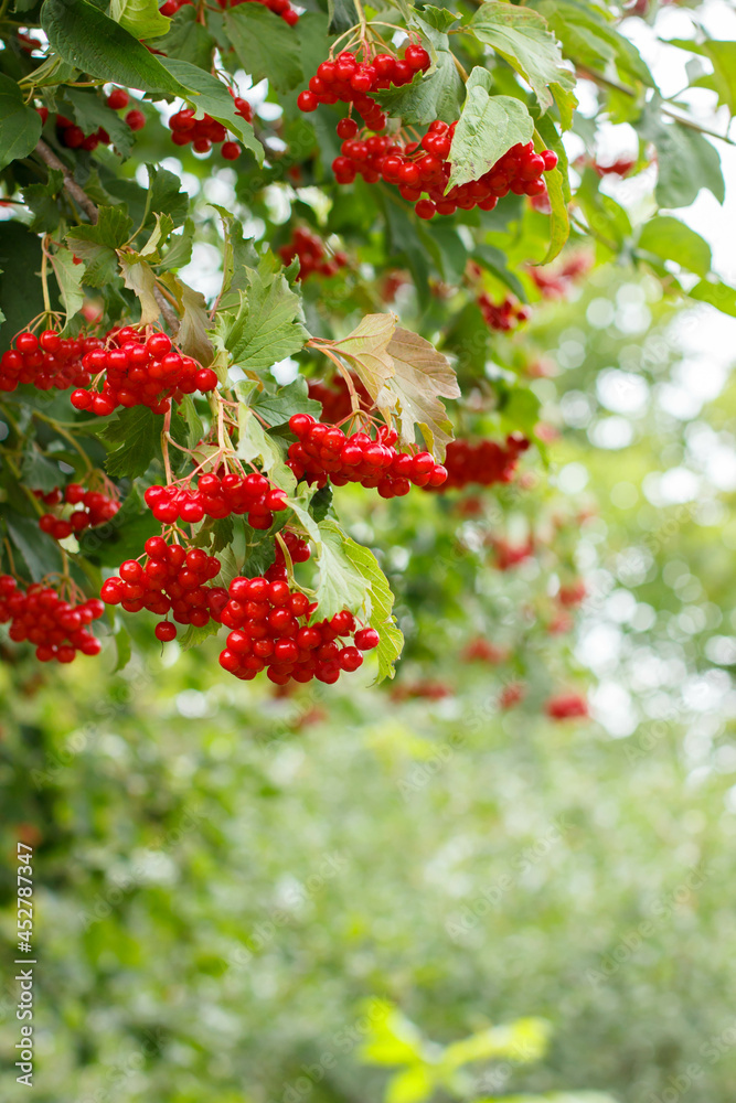  Ripe Viburnum bush with red berries in the garden. Summer and autumn background