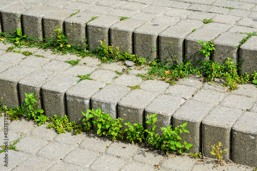 weeds grow among the cobblestones due to poor quality prepared foundation photo