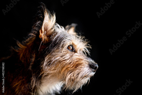 Fototapeta Naklejka Na Ścianę i Meble -  Cão em fundo preto
