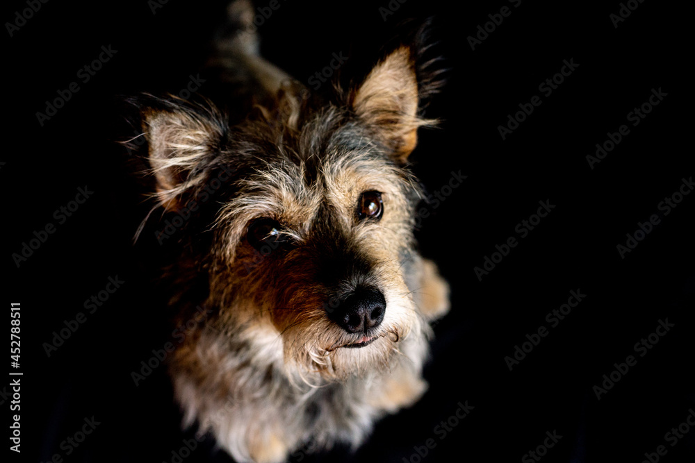 Naklejka premium Cão em fundo preto