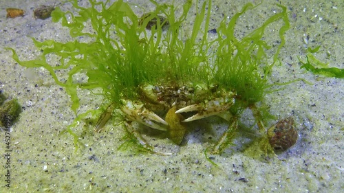 Green algae on carapace Swimming crab (Macropipus holsatus), Black Sea photo