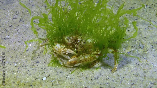 Green algae on carapace Swimming crab (Macropipus holsatus), Black Sea photo