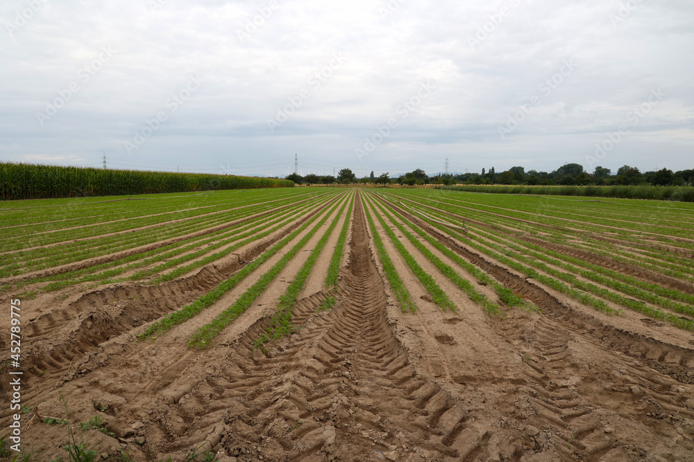 Agricultural field with green shoots of carrots