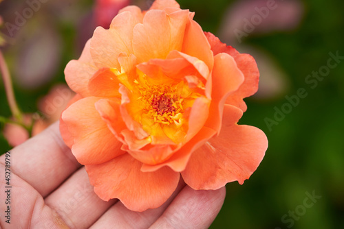 Rose westerland, Westerland, KORlawe, KORwest, Climbing Westerland on the hand