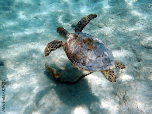 An illustration of a Sea Turtle swimming over a sandy area of the ocean.