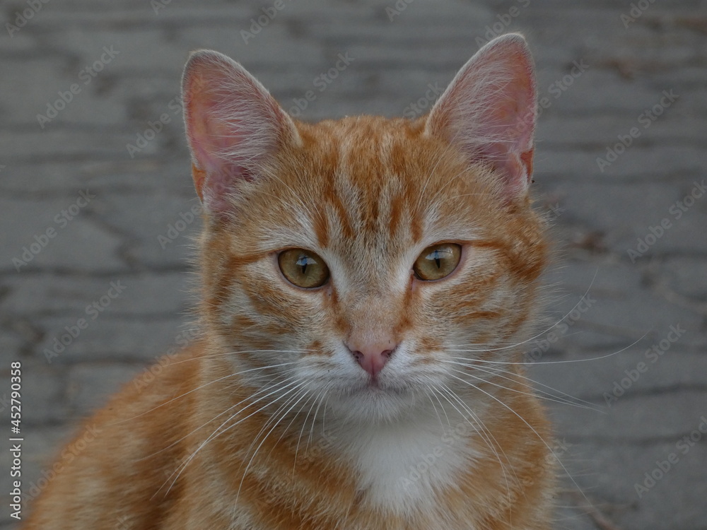 Obraz premium Portrait of cute ginger cat with amber eyes