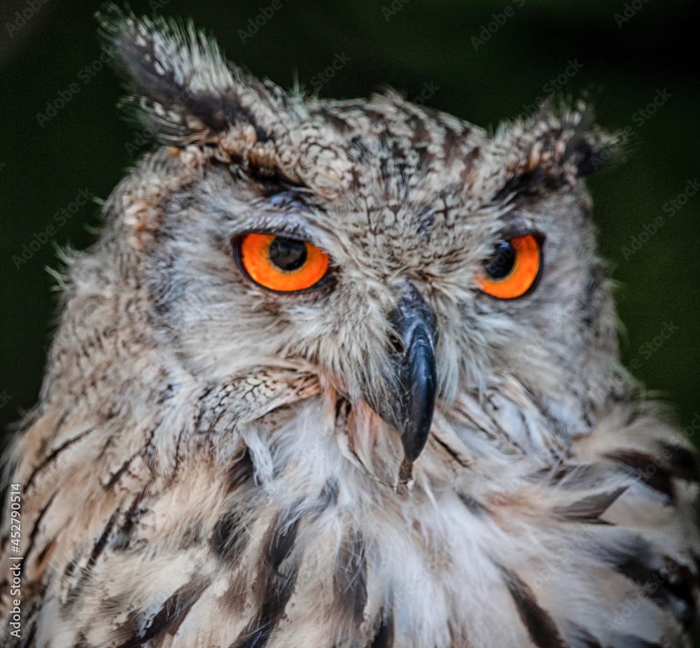 Naklejka premium close up of an siberian uhu