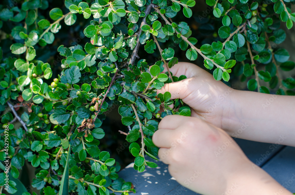 Two hands holding branch of green Cotoneaster plant with berries, grey wooden planks and spots of sunlight Two hands holding branch of green Cotoneaster plant with berries, grey wooden planks and spots of sunlight