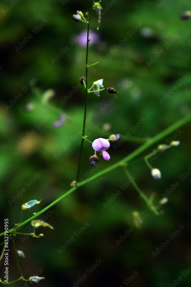 Small pink purple flowers of a ticktrefoil species Small pink purple flowers of a ticktrefoil species