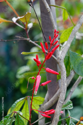 Fleurs de Couachi, Quassia ou Quinine de Cayenne en Guyane française photo
