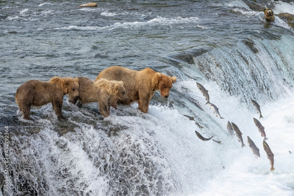 Naklejka premium Mother Brown Bear with two yearling cubs watching the fish jump at Brooks Falls in Katmai National park, Alaska.