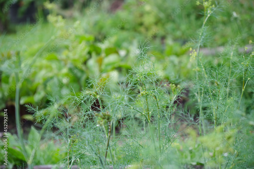 green dill grows in the garden in summer green dill grows in the garden in summer