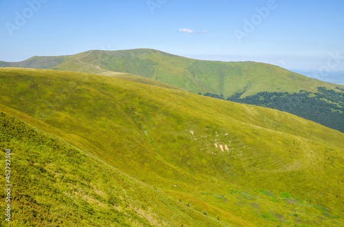 Beautiful mountain range covered with green blueberry thickets. Beauty nature landscape. Europe, Carpathian mountains 