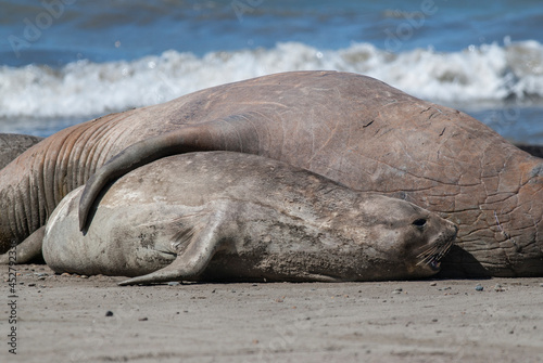 Elephant seal couple mating, Peninsula Valdes, Patagonia, Argentina