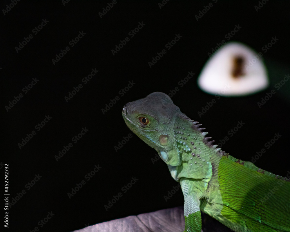 Fototapeta premium iguana on a branch