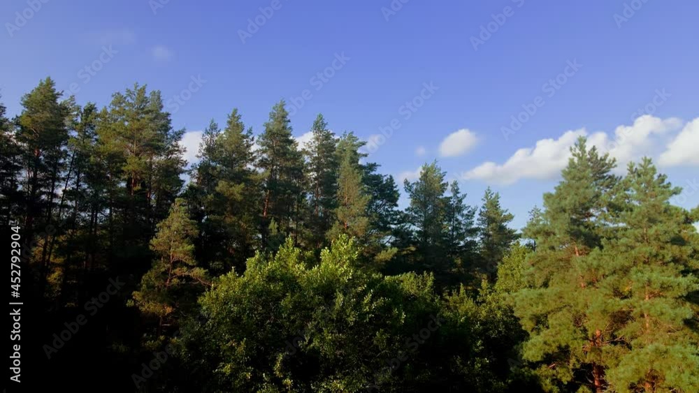 Blue sky with clouds and beautiful green coniferous trees. lifting the drone up through the trees. Nature concept. Blue sky with clouds and beautiful green coniferous trees. lifting the drone up through the trees. Nature concept.