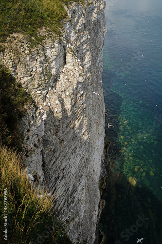 Landscape view of Bempton Cliffs Cliff Face with nesting birds, Gannet, Puffin, in nesting colonies cling to ledges with young chicks. Blue sea and skies in summer